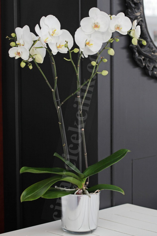 Beyaz Orkide Siparişi, Gönder Çift Dal