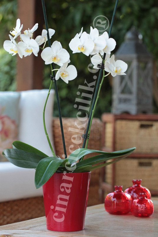 2'li Kırmızı Vazo Beyaz Orkide C-OR110