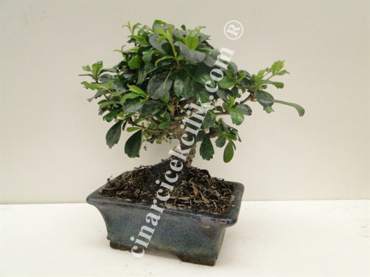 Pagano Bonsai Carmona