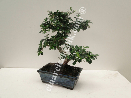 Bonsai Cormano Ağaç (Orta Boy)