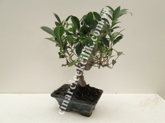 Pagano Bonsai Ficus Retusa