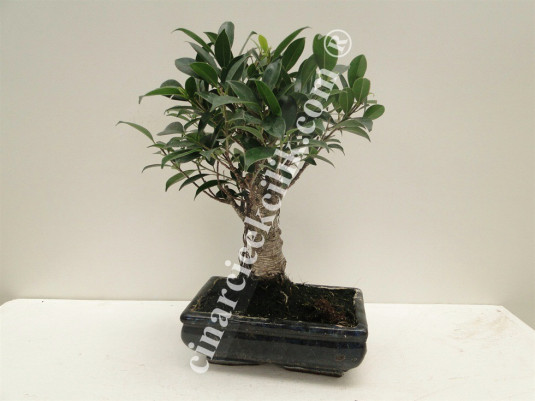 Pagano Bonsai Ficus Retusa