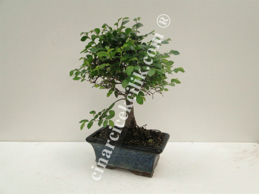 Pagano Bonsai Zelkova Ağacı