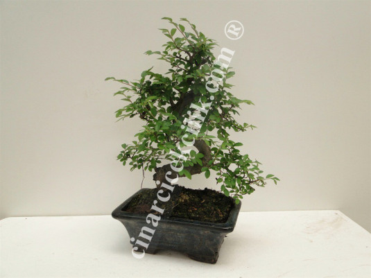 Pagano Bonsai Ağacı Zelkova