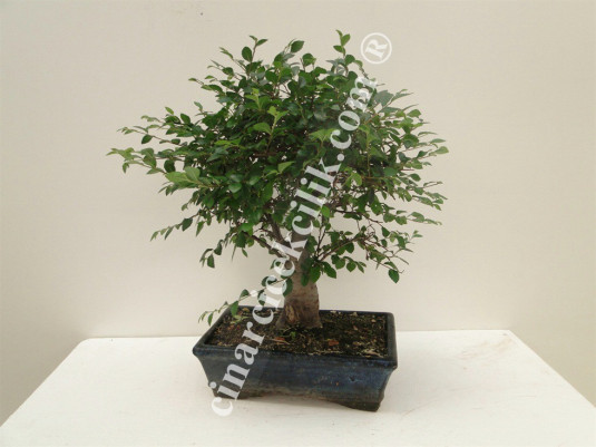 Pagano Bonsai Zelkova 25