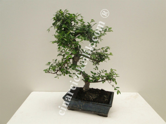 Pagano Bonsai Zelkova Agaç