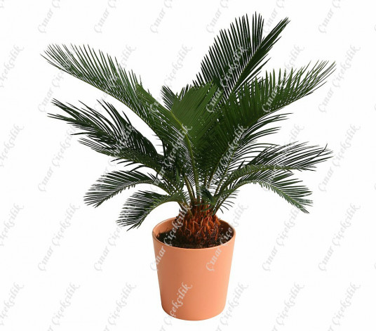 Palmfarn Cycas Saksi Çiçegi C-SAK169