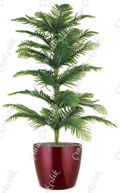 Araucaria Salon Çamı C-SAK188