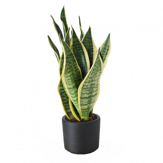 Sansevieria