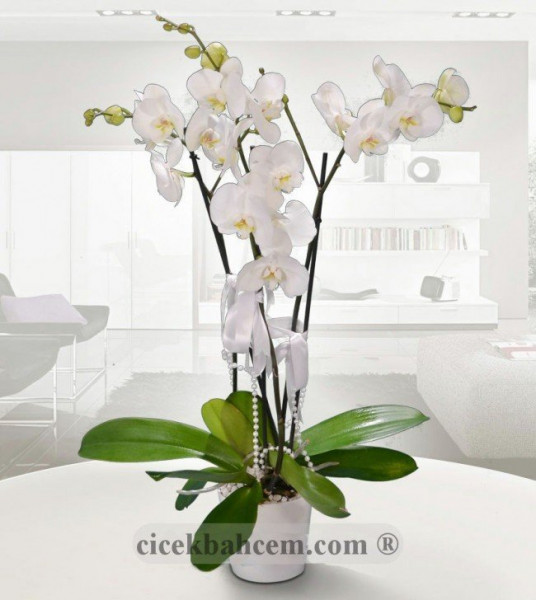 Beyaz Seramik İki Köklü Orkide