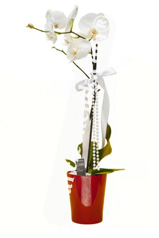 Beyaz Orkide Siparişi, Gönder Tek Dal