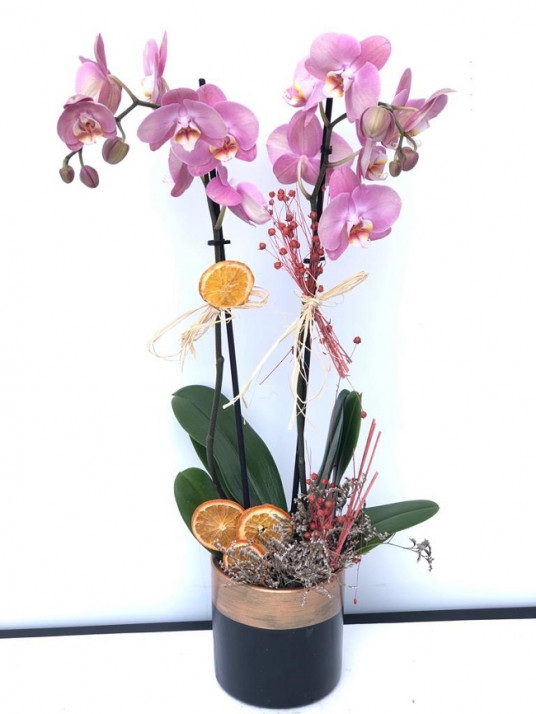 İkili Pembe Orkide