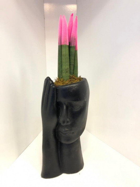 Sansevieria