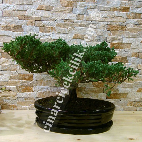 Yeşil Ardıç Bonsai 