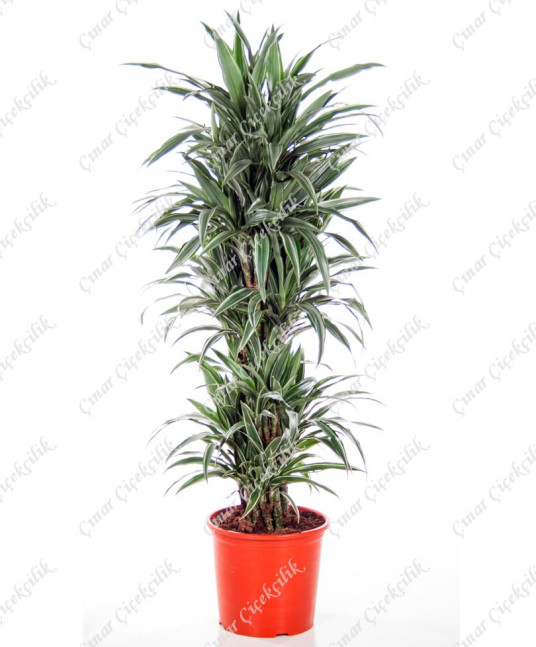 Yeşil Beyaz 5'li Dracena C-SAK147