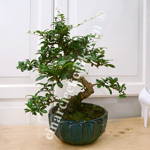 Yuvarlak Tabak Carmona Bonsai