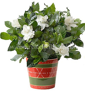 Guzel Kokulu Gardenya Cicegi