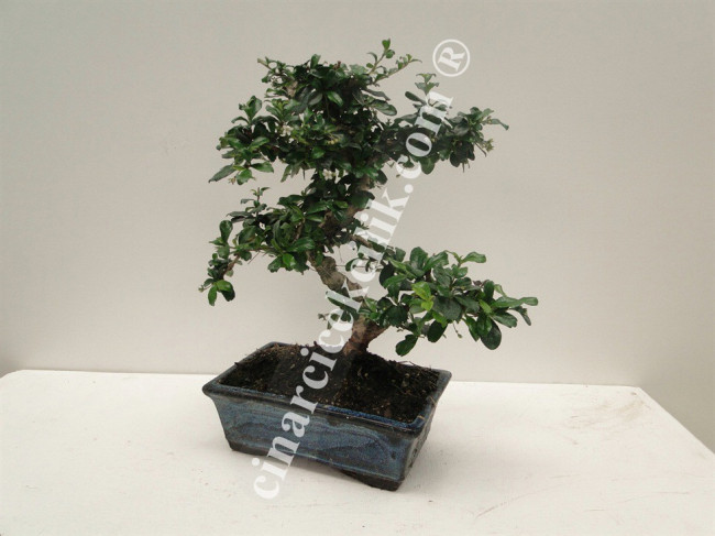 Bonsai Cormano Agac Bonsai Siparisi