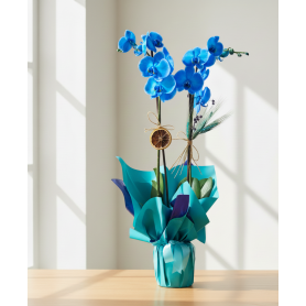 Mavi Orkide  C-OR8965