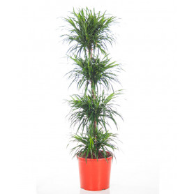 4'Lü Dracaena Saksı Çiçeği