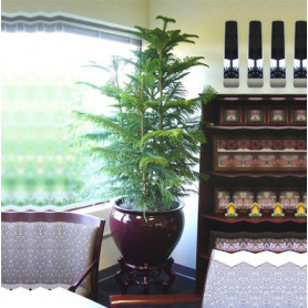 Araucaria Norfolk 3lü Salon Camı C-SAK191