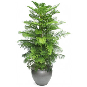 Araucaria Norfolk 2li Salon Camı C-SAK192