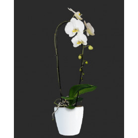 Stella Beyaz Orkide