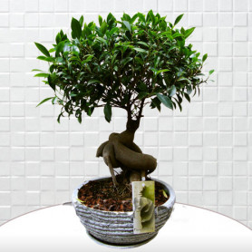 Beyaz Saksı Ficus Bonsai