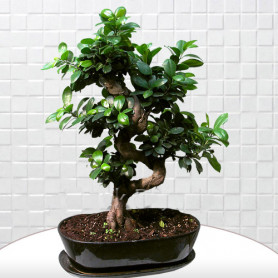 Bonsai Ginseng Ağacı