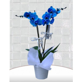 Mavi Orkide  C-OR8965