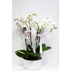 Dört Köklü Beyaz Orkide C-OR119