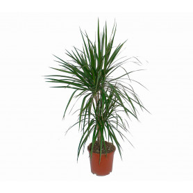 Dracaena Marg 2li Saksı Çiçeği C-SAK178