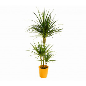 3'lü Dracaena Margin Saksı Çiçeği C-SAK173