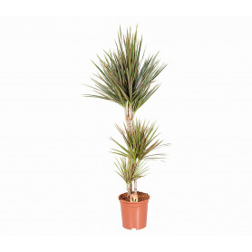 Dracaena Marg Saksı Çiçeği C-SAK174