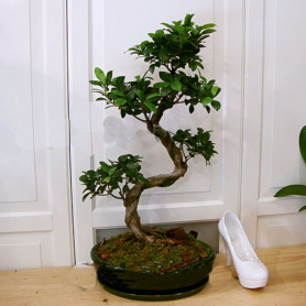 Ginseng Bonsai Ağacı