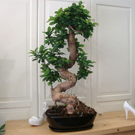 Ginseng Bonsai Ağaç