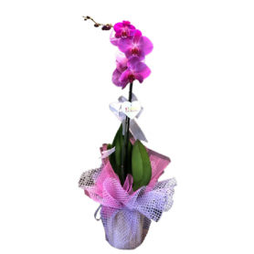 Pintura Tekli Pembe Orkide