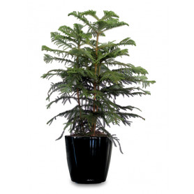 Norfolk Salon Cami Araucaria 3lü C-SAK193