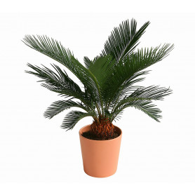 Palmfarn Cycas Saksi Çiçegi C-SAK169