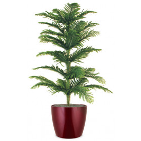 Araucaria Salon Çamı C-SAK188