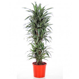 Yeşil Beyaz 5'li Dracena C-SAK147