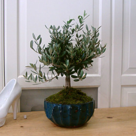 Zeytin Bonsai Mavi Tabak