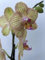 Sarı Orkide Çiçeği 
