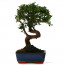 Bonsai Çin Örmesi Ağaç
