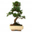 Çin Örmesi Bonsai