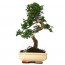 Çin Örmesi Bonsai