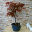 Acer Palmatum Bonsai Ağaç Yuvarlak