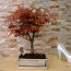 Acer Kırmızı Palmatum Bonsai