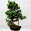 Büyük Bonsai Siyah Seramik