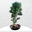 Büyük Boy Carmona Bonsai Agaç